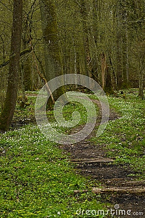 Bialowieza Forest in spring. Stock Photo